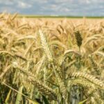 Complete Guide to Wheat Farming: From Sowing to Harvest in Simple Steps